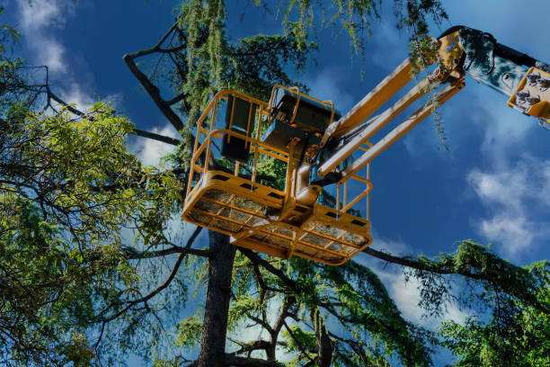 Best Emergency Tree Service  in USA